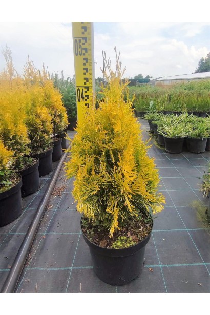 Туя західна Янтар  - 5л/вис.40-55см/Ø20-25см